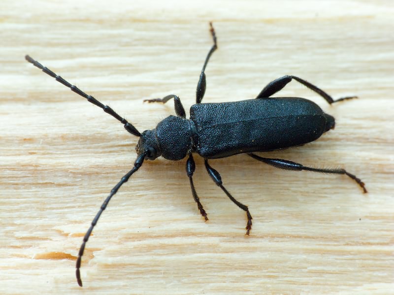Ropalopus macropus (Germar, 1824)